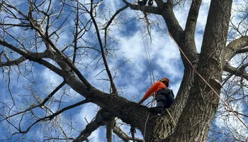 Tree Removal for Cross Family Tree Service in Kearney, MO