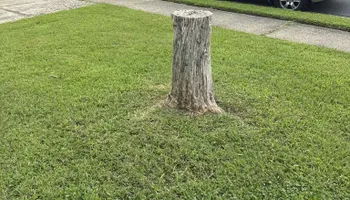 Stump Grinding for Anchor & Grind Stump in Chesapeake, VA