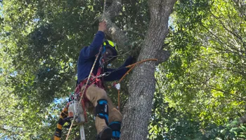 Tree Removal for Near Me Tree Service, Inc. in DeLand, FL