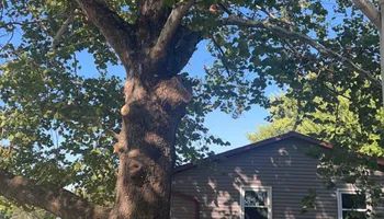 Tree Removal for Fransen's Tree Service  in Freeport, IL