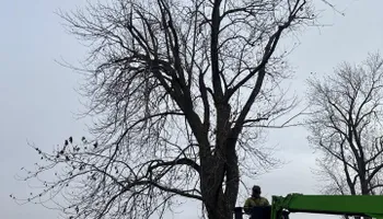 Tree Removal for Fransen's Tree Service  in Freeport, IL