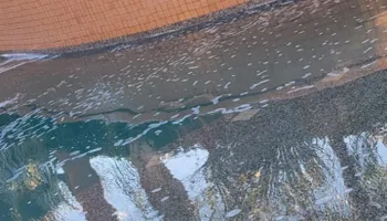 Pool Maintenance for C C Pool and Tile Cleaning in Indio, CA