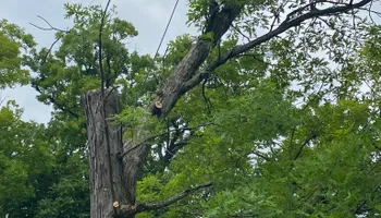 Tree Removal for Hunnicutt’s Tree Service L.L.C. in Monticello, IN