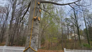 Tree Removal for Hired Gunz Services LLC in La Plata, MD
