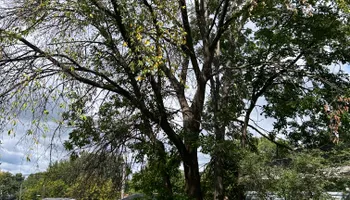 Tree Removal for Allstate Tree Service and Crane in Minneapolis, MN