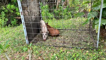 Hogs for North Brevard Wildlife Solutions in Mims, FL