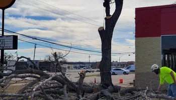 Tree Removal for Marvelous Marvin's Tree Care in Garland, TX