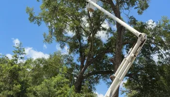 Tree Pruning and Trimming for All Around Guys Tree Service in Ocala, FL