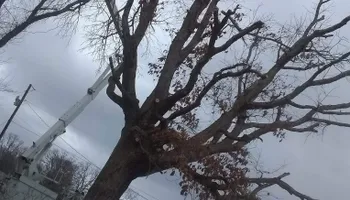 Tree Removal for Puckett's Tree Service in Decatur County, TN