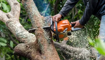 Tree Removal for Williams Tree Service LLC in Indianapolis, IN