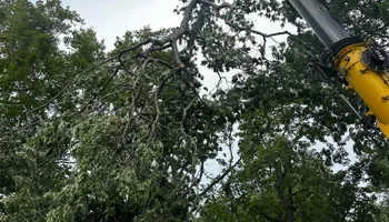 Tree Removal for DGD Outdoor Services LLC in Howell, MI
