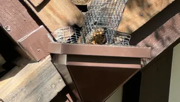 Residential Wildlife Control for The Critter Crew in DFW, TX