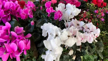 Plant Sales for S&R Landscaping and Nursery in Charlotte, NC