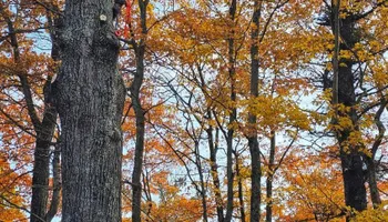 Tree Removal for Summit Tree Care LLC in Fort Wayne, IN