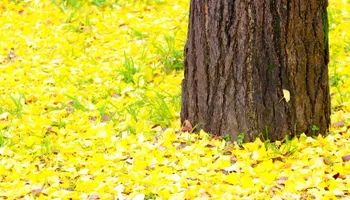 Lawn Mowing and Maintenance for Chief Lawn Care in Lee's Summit, MO