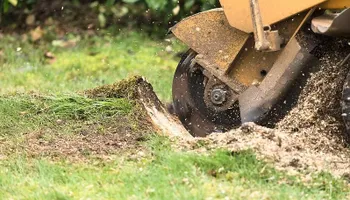 Tree Removal for Dale's Tree Service in Springdale, AR