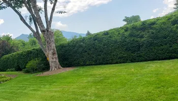 Tree Removal for Platas Tree Service  in Clyde, NC