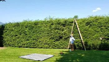 Tree Removal for Platas Tree Service  in Clyde, NC