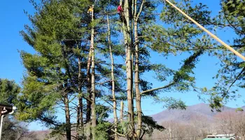 Tree Removal for Platas Tree Service  in Clyde, NC