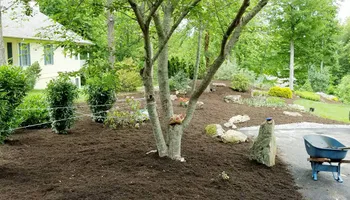 Tree Removal for Platas Tree Service  in Clyde, NC