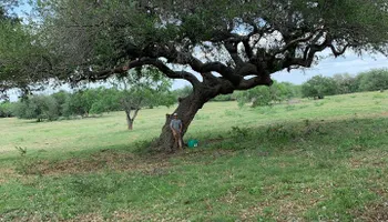 Tree Pruning for Braun Tree Service  in Floresville, Texas