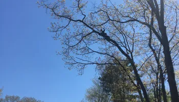 Tree Removal for Green In Green Out Tree Services in Westbrook, ME