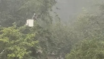 Tree Removal for Ascension Tree Care LLC in Yakima County, WA