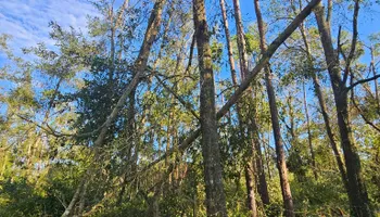 Tree Trimming for American Tree Masters in Alvin, TX