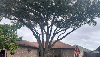 Tree Removal for Johnnys Pro Cutters in Corpus Christi, TX