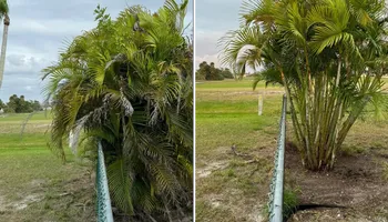 Tree Removal for Lemon Bay Tree Service  in Englewood, FL