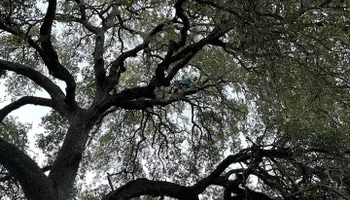 Tree Pruning for Braun Tree Service  in Floresville, Texas