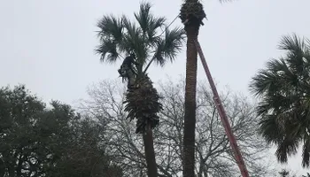 Tree Pruning for Braun Tree Service  in Floresville, Texas