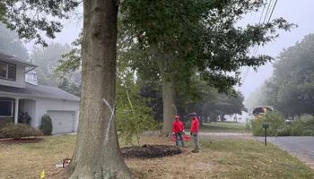 Tree Removal for Melnyk’s Tree Service in Salem County, NJ
