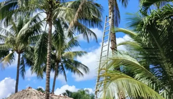 Tree Removal for ASAP Tree Service in Sebastian, FL
