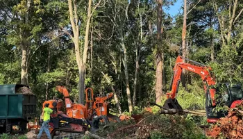 Tree Removal for Lakeside Tree Experts LLC in Hartwell, GA