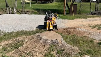 Tree Removal for Dale's Tree Service in Springdale, AR
