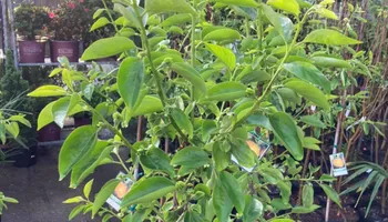 Plant Sales for S&R Landscaping and Nursery in Charlotte, NC