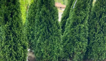 Plant Sales for S&R Landscaping and Nursery in Charlotte, NC