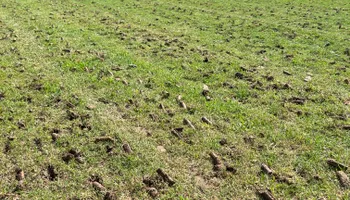 Lawn Aeration for North Texas Groundscaping in Frisco, TX
