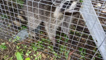 Residential Wildlife Control for Topper's Wildlife Removal in Garland, TX