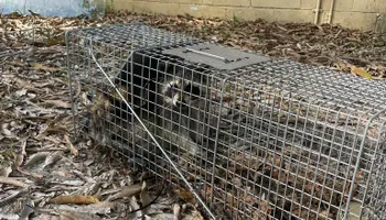 Hogs for North Brevard Wildlife Solutions in Mims, FL