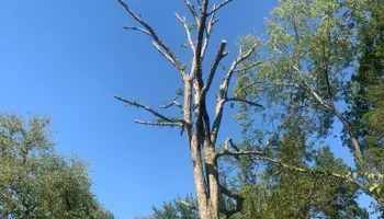 Tree Removal for Optimum Tree Service And Landscaping in Bowling Green, KY