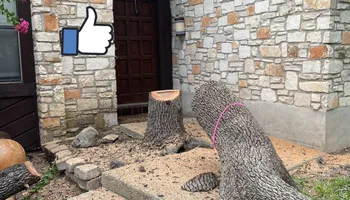 Tree Removal for Z’s Trees LLC in Grey Forest, TX
