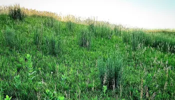 Wildlife & Hunting Property Management for Bluffside Forestry in Cedar Rapids, IA