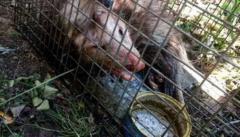 Armadillo Control for Toppers Wildlife Removal in Garland, TX
