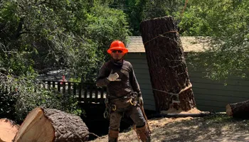 Tree Removal for Williams Tree Service LLC in Indianapolis, IN