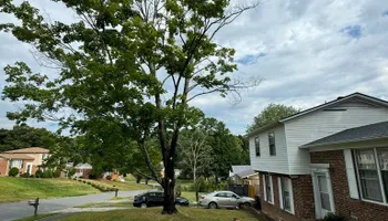 Tree Removal for Meade tree service in Greensboro, NC