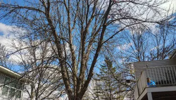 Tree Removal for Big River lawn Care services and snow LLC in Wausau, WI
