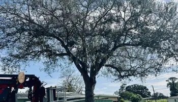 Tree Removal for Elevation Tree Service in Holiday, FL
