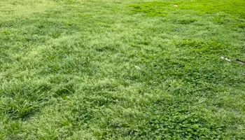 Landscape Installation for Green Scapes Landscaping in Terrell, TX